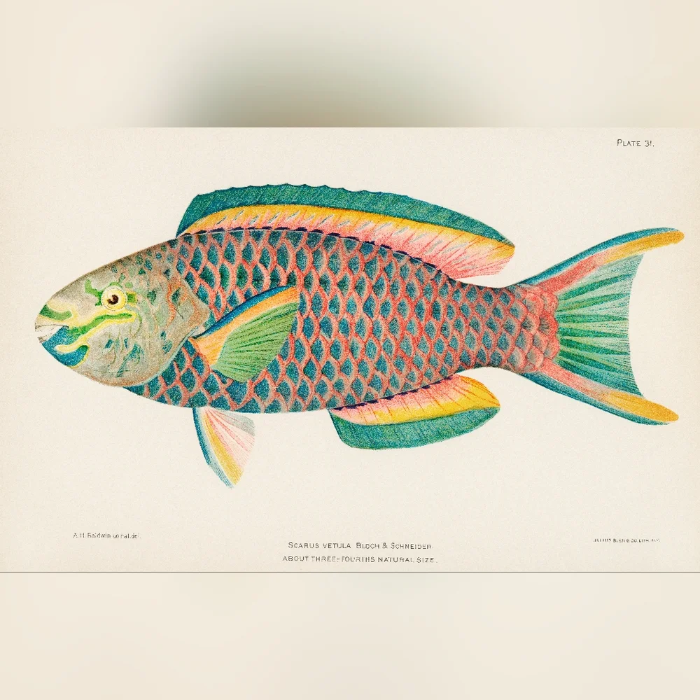 Parrot Fish Colorful Illustration Art Print